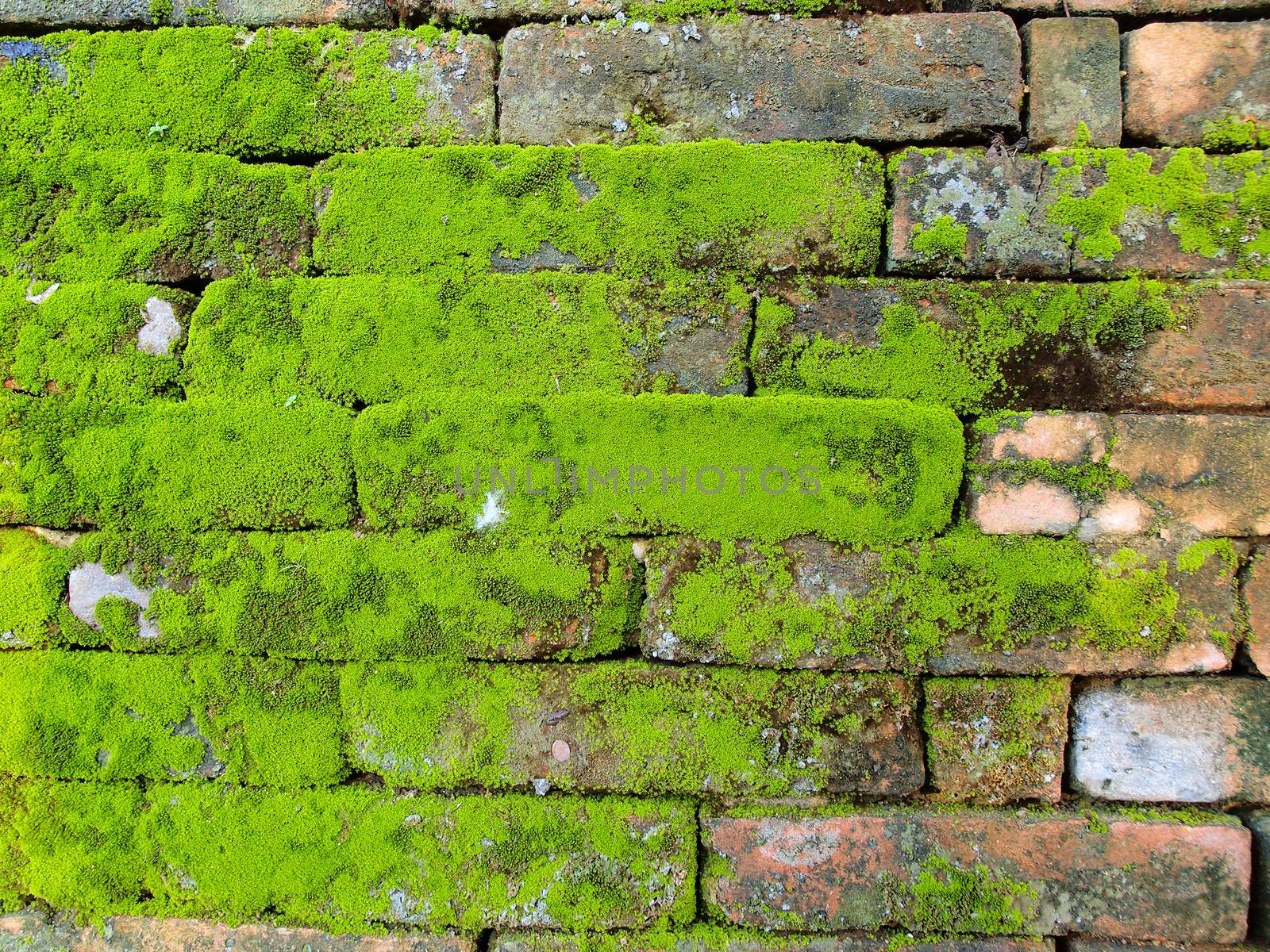 Old Wall brick with moss by olovedog