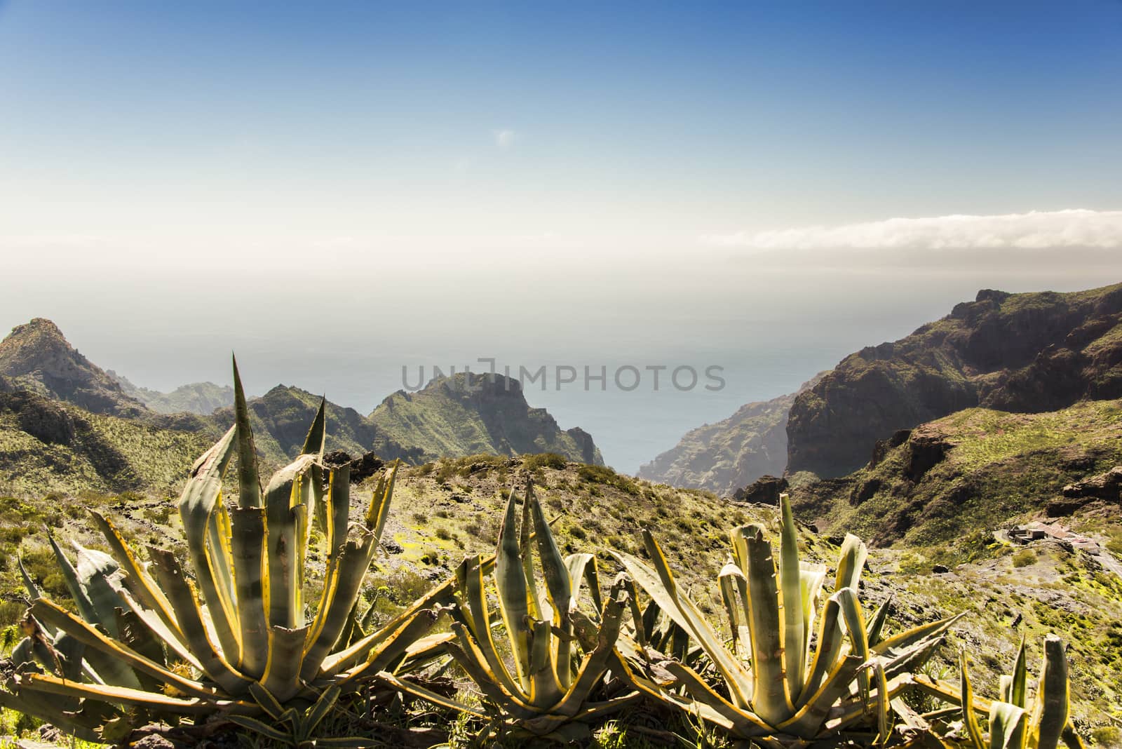 Landscape from Tenerife, Canary Island with Aloe vera plants in the foreground and mountains and ocean view.