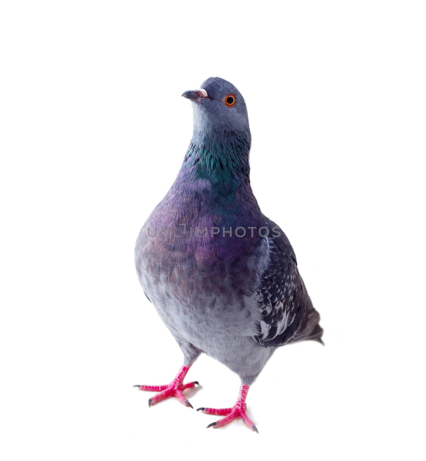 pigeon on a white background close up