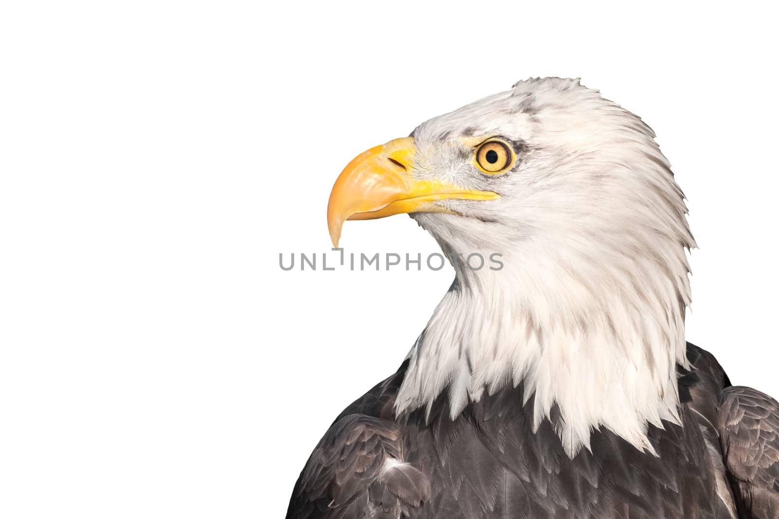 head profile of an american bald eagle isolated on white