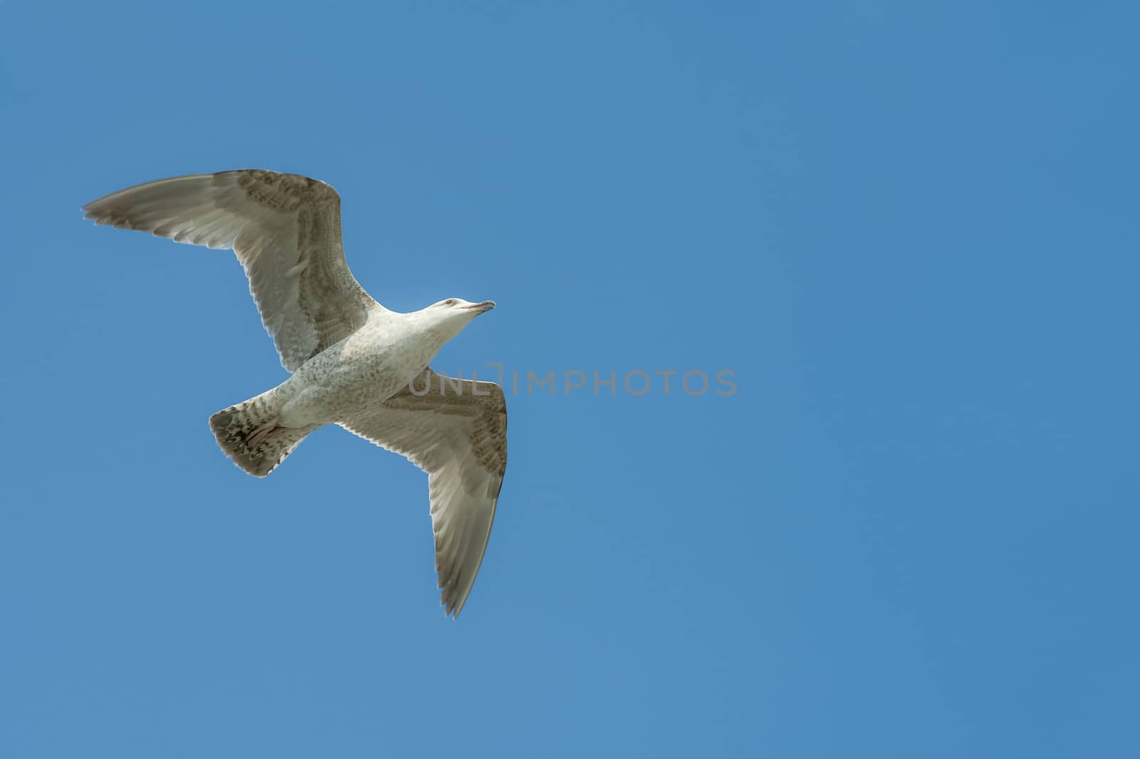 seagull in flight in a clear blue sky with text space