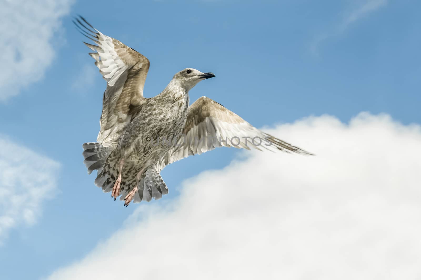 wingspan of a fledgling seagull flying into a blue cloudy sky