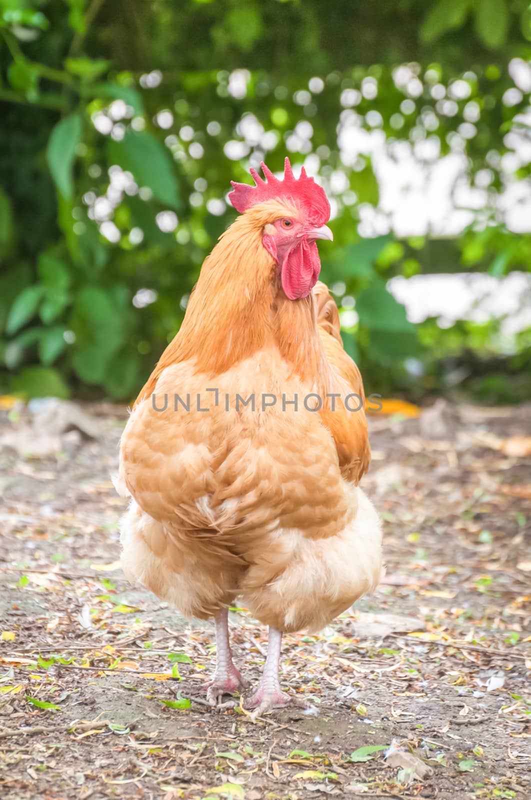 strutting free-range red rooster in a farmyard
