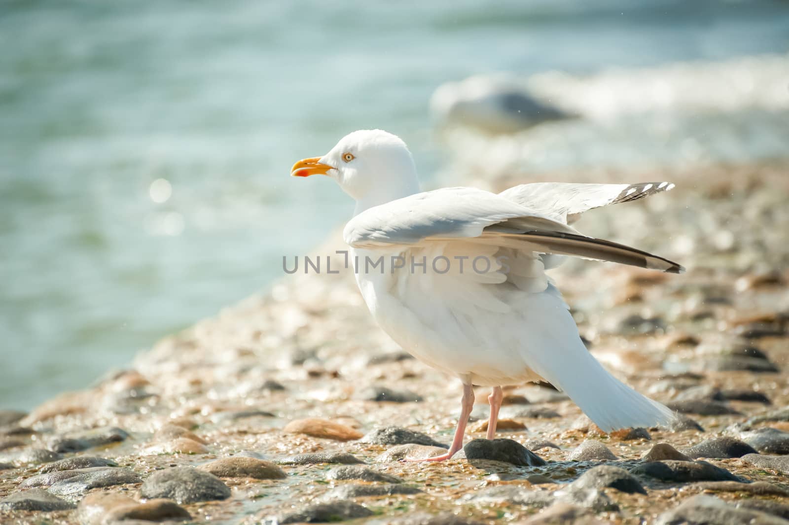 seagull cleaning its wings in sea spray