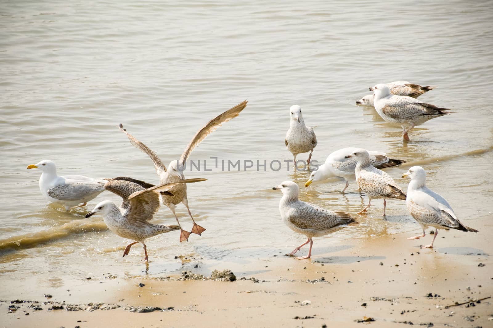 flock of seagulls wading on a sandy beach