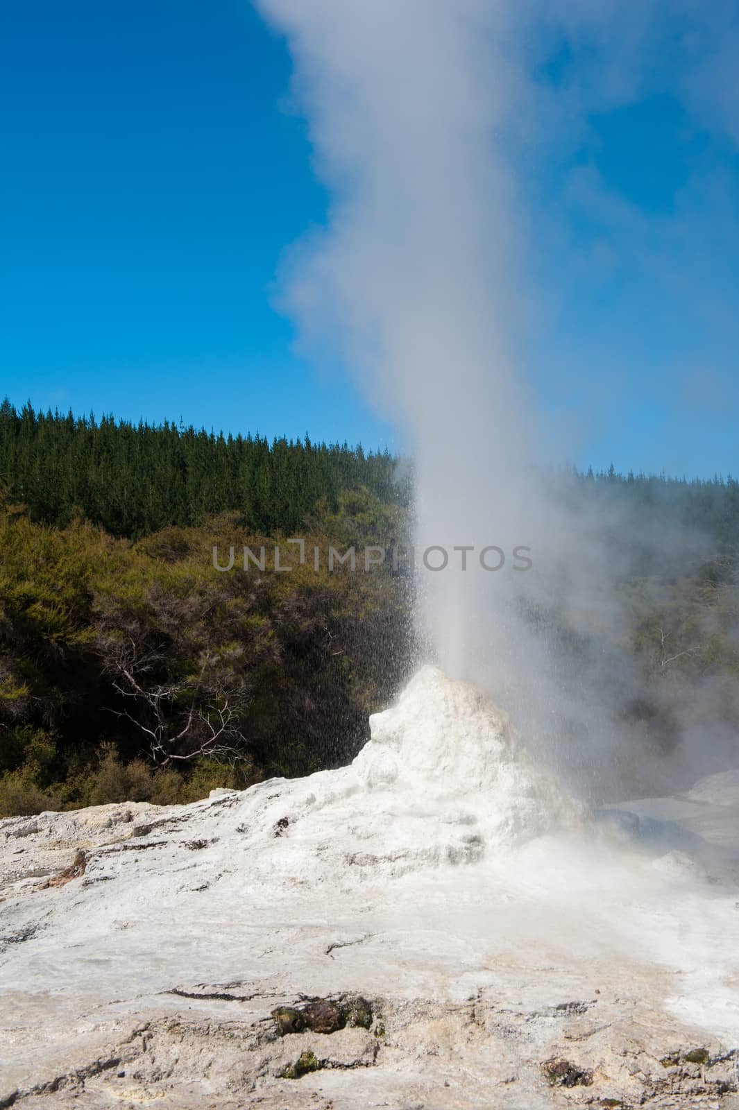 Lady Knox geyser is activated by a soap powder. Rotorua area, New Zealand