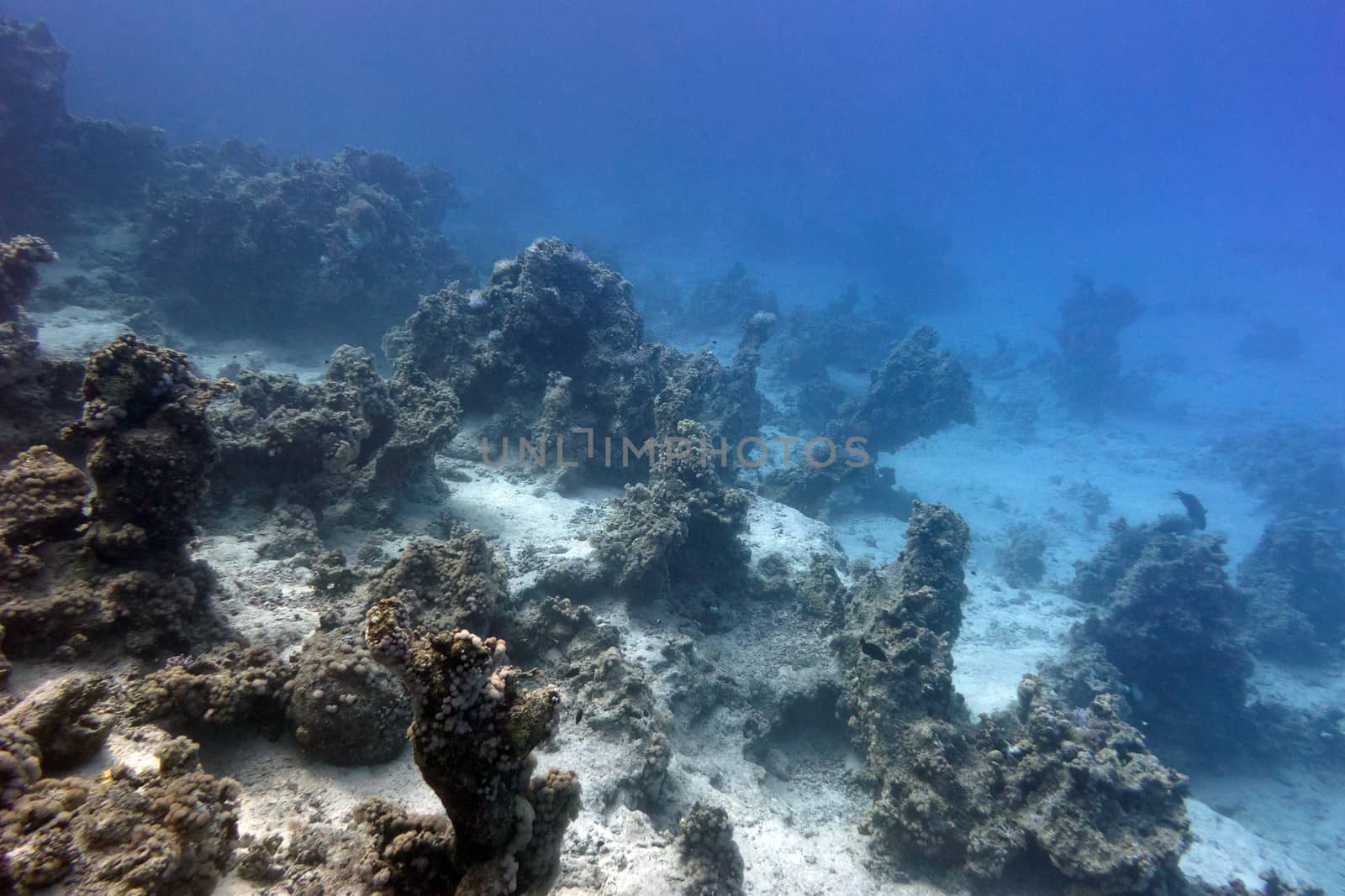bottom of tropical sea with coral reef on large depth on blue water background by mychadre77
