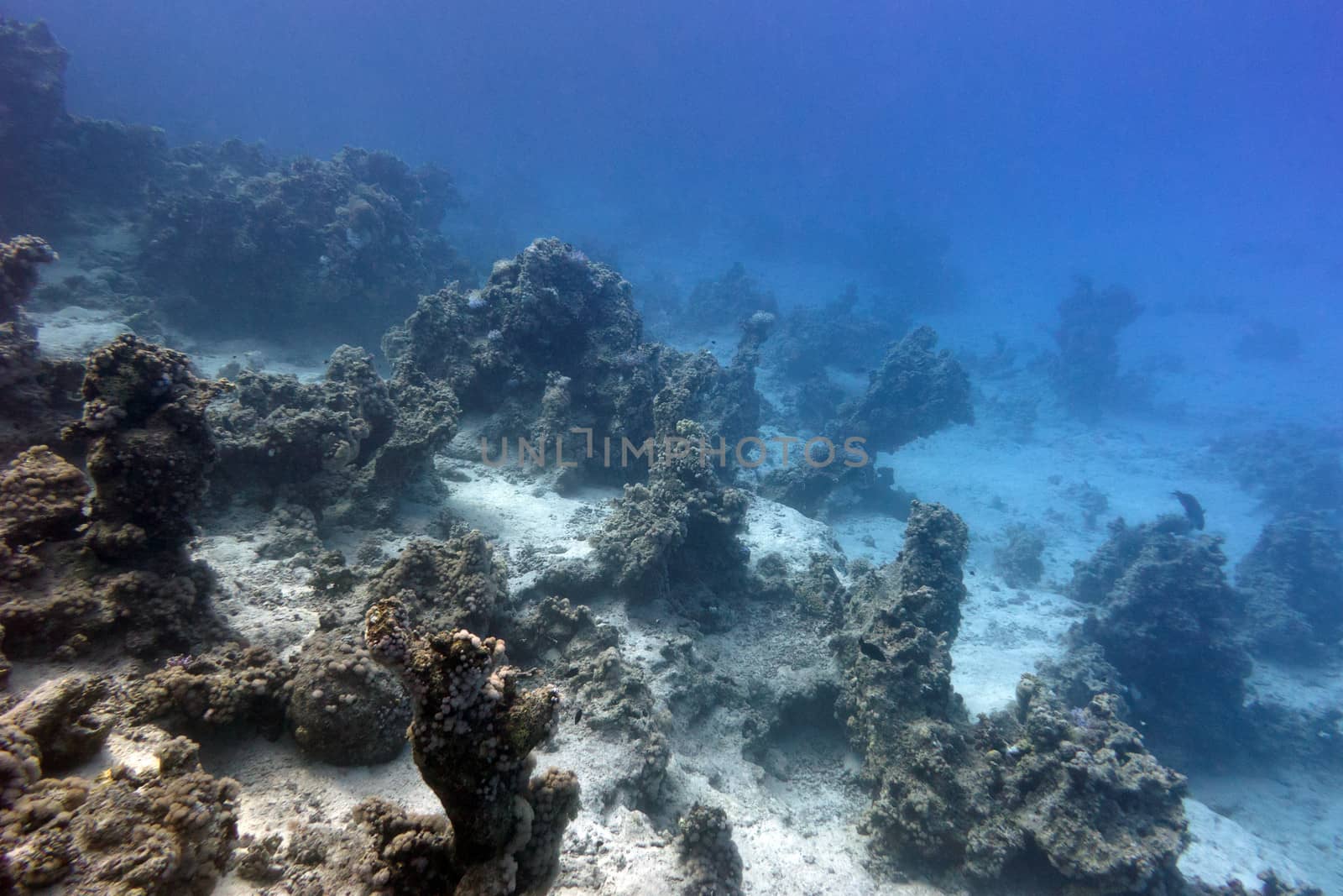 bottom of tropical sea with coral reef on large depth on blue water background