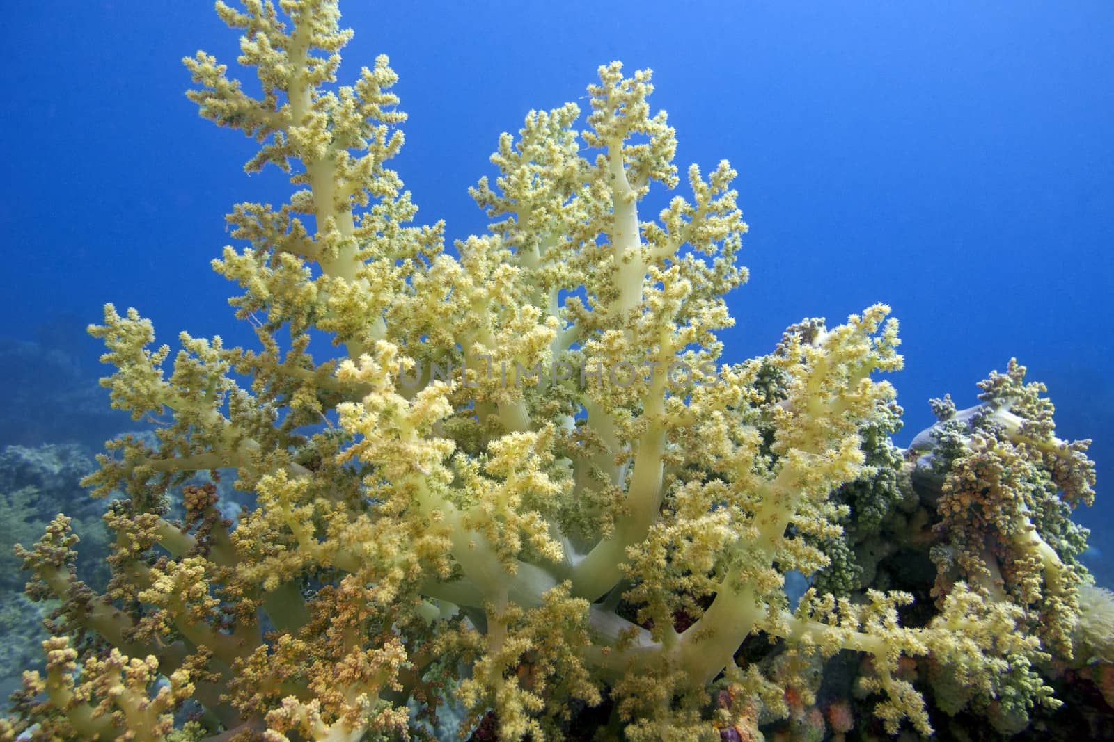 great yellow sotf coral on the bottom of sea on blue water background