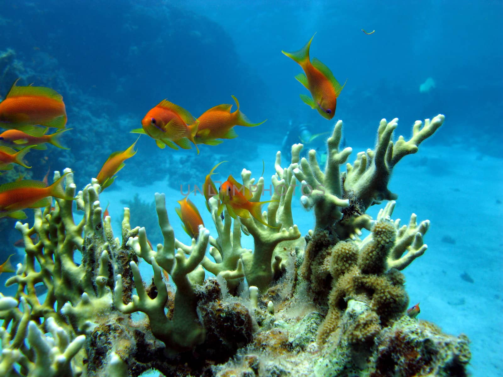 coral reef with fire coral and exotic fishes anthias on the bottom of red sea