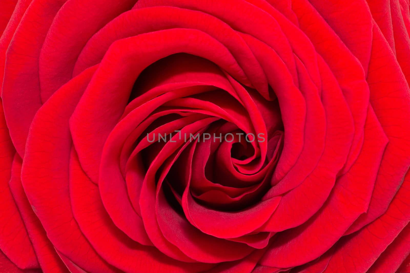 flower of single red rose - closeup
