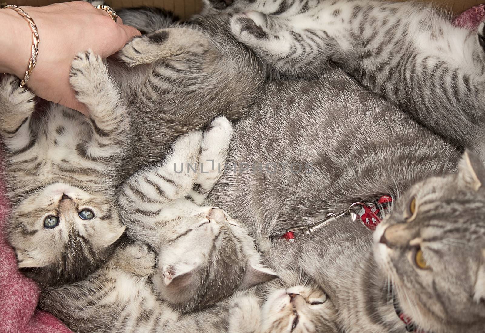 Beautiful pedigreed cat and her kittens. by georgina198
