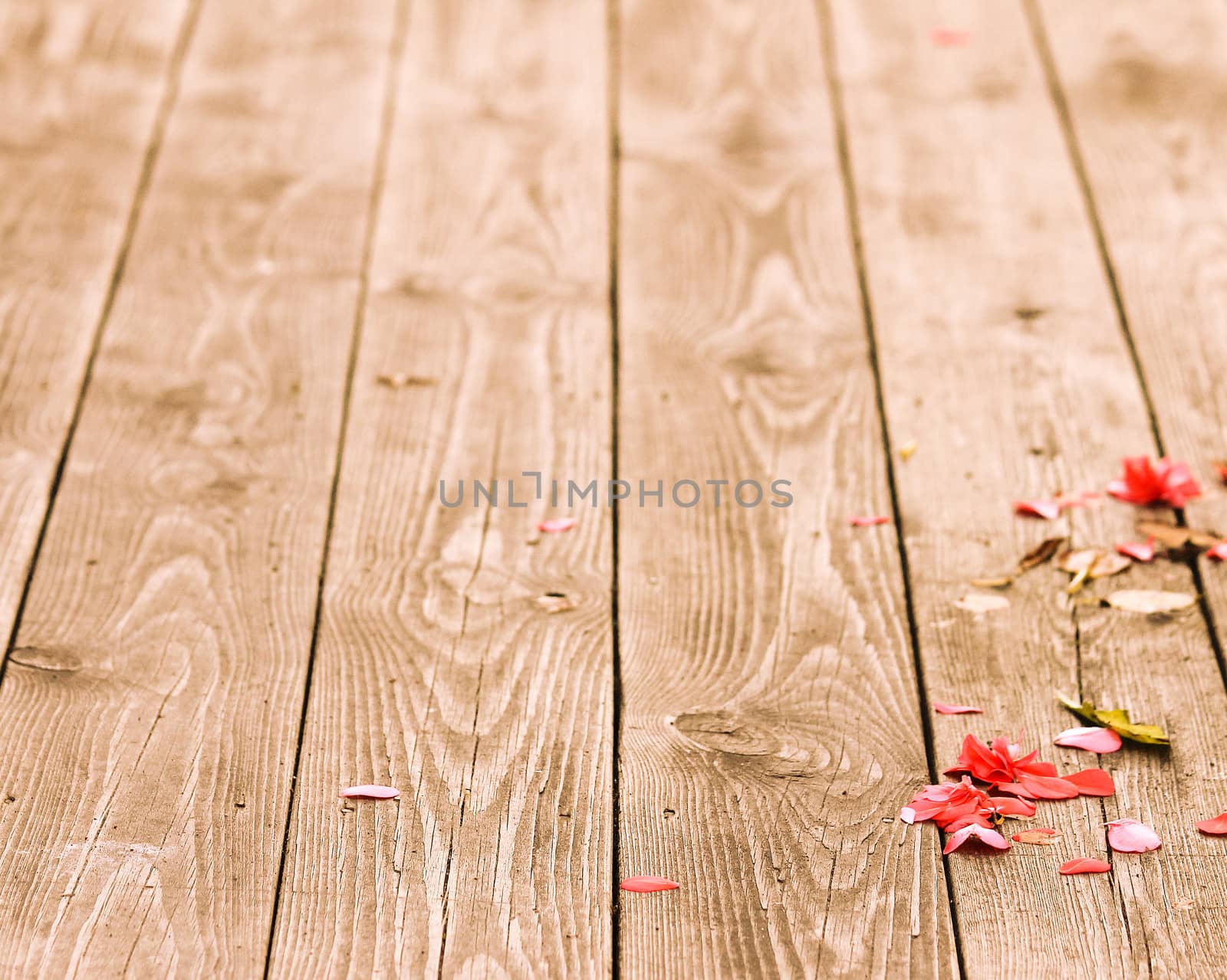 Autumn's fallen flowers on a worn wooden plank