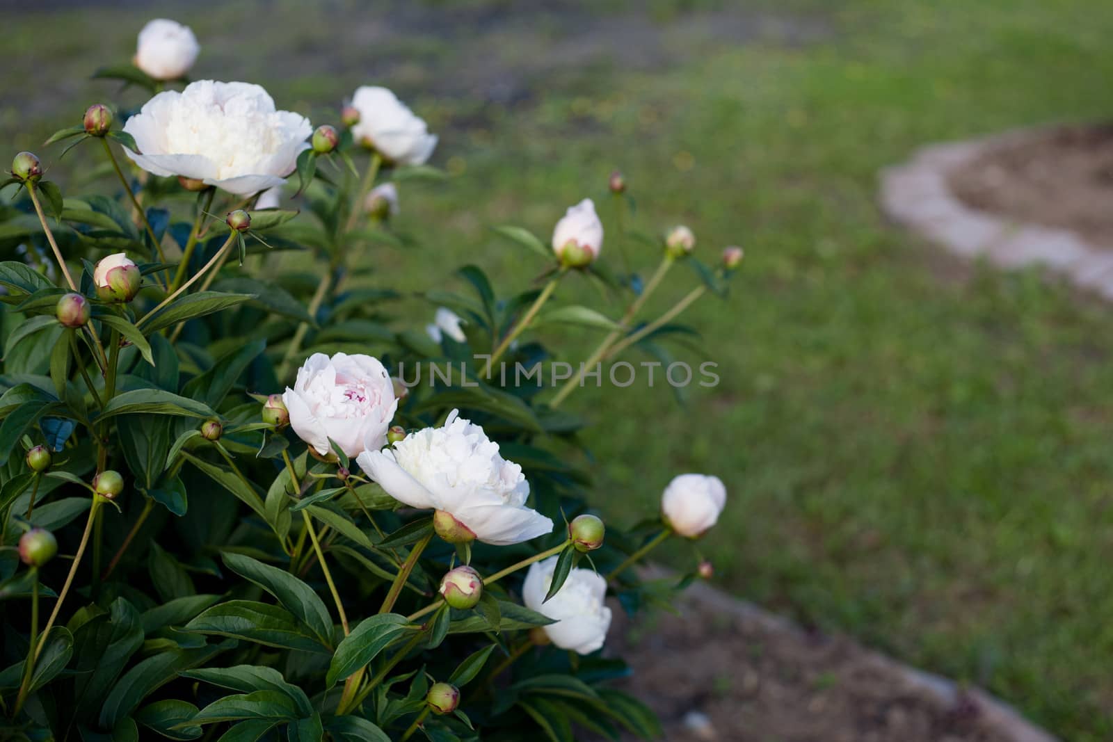 White peonies by foaloce