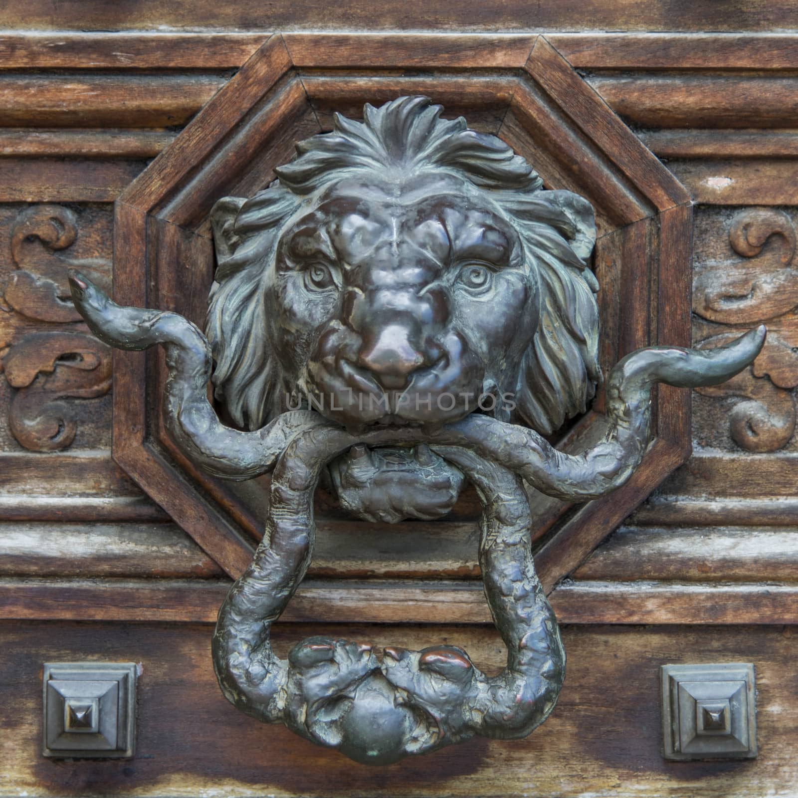 Baroque style lion door knob on a wooden door.