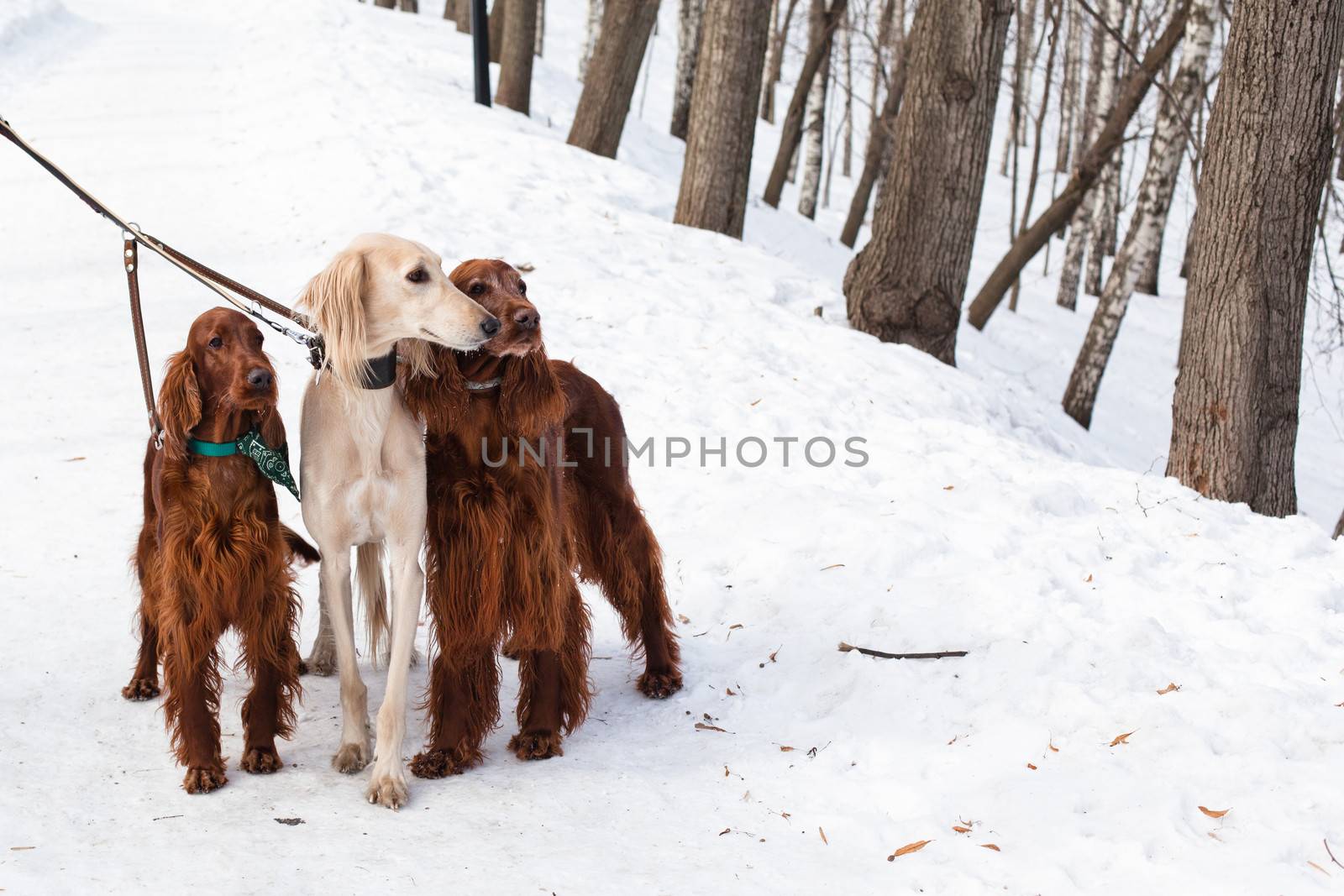 Three dogs standing by foaloce