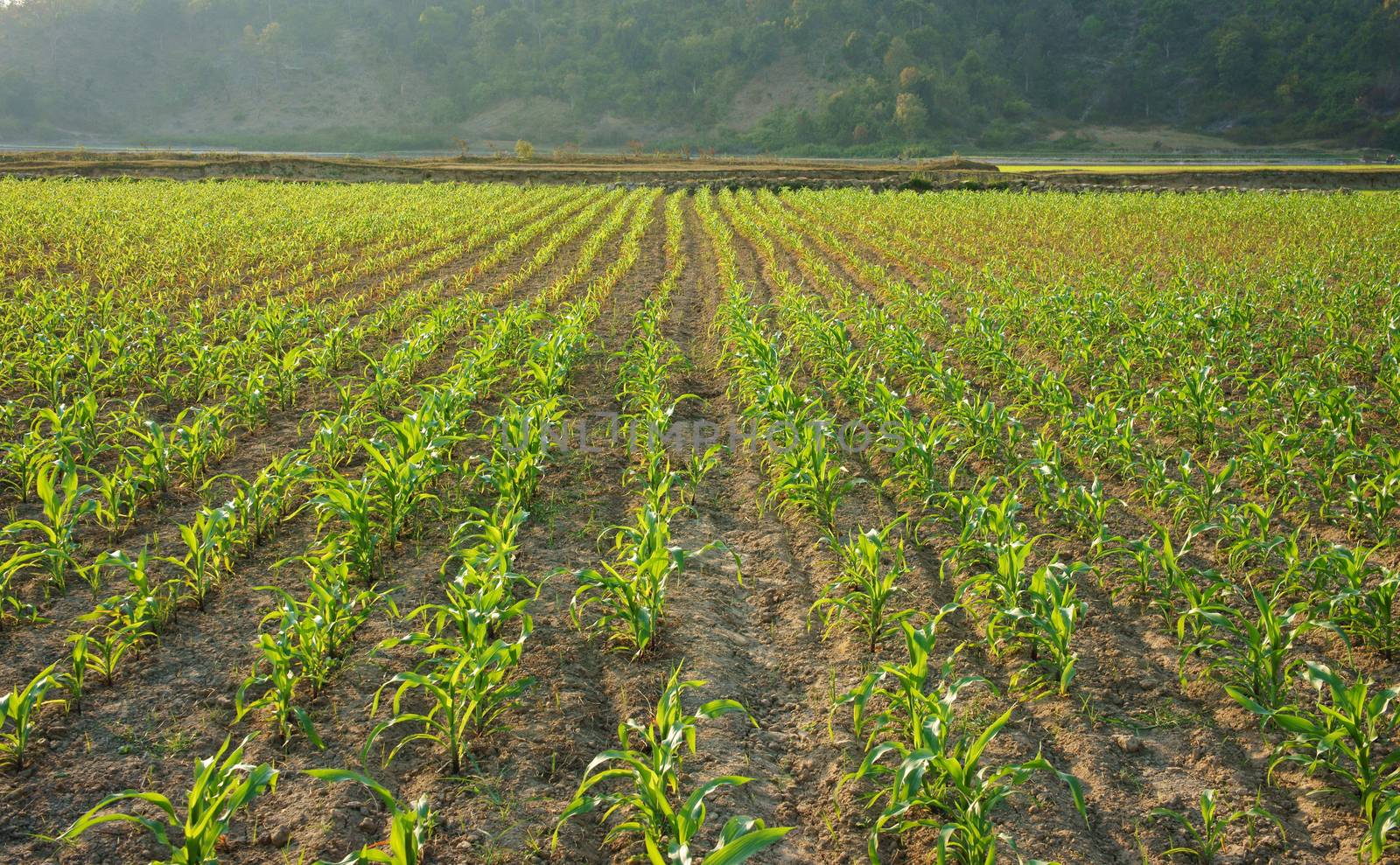 Row of sapling vegetable plant on bed of soil at maize field on day, begin of crop at agriculture country in asia as Viet Nam