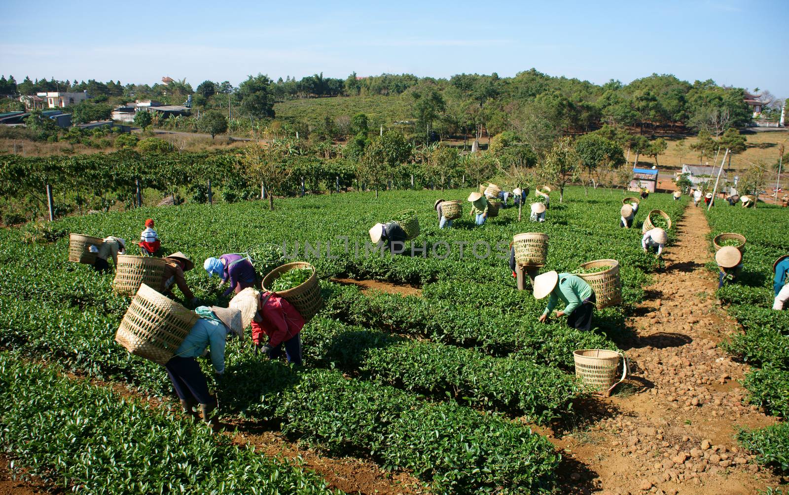 BAO LOC, VIETNAM-  FEB 24: People pick tea leaf on agricultural plantation, tea leave is good, healthy drink, picker working at day, carry basket, pick green leaf to harvest, Vietnam, Feb 24, 2014