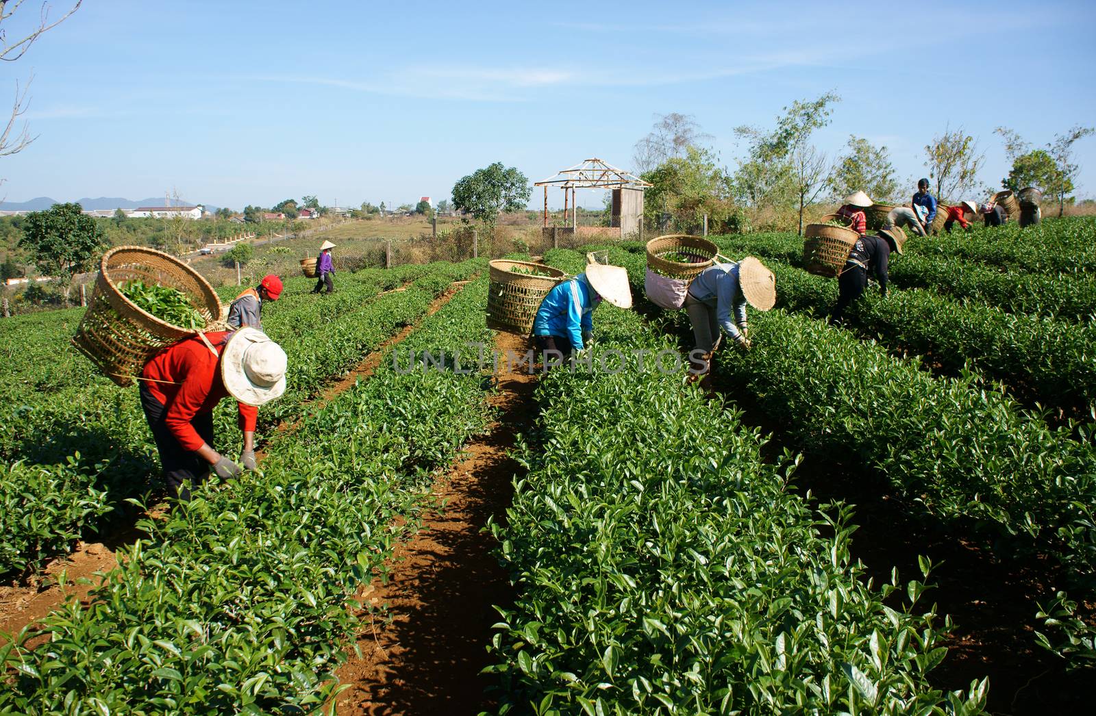 BAO LOC, VIETNAM-  FEB 24: People pick tea leaf on agricultural plantation, tea leave is good, healthy drink, picker working at day, carry basket, pick green leaf to harvest, Vietnam, Feb 24, 2014