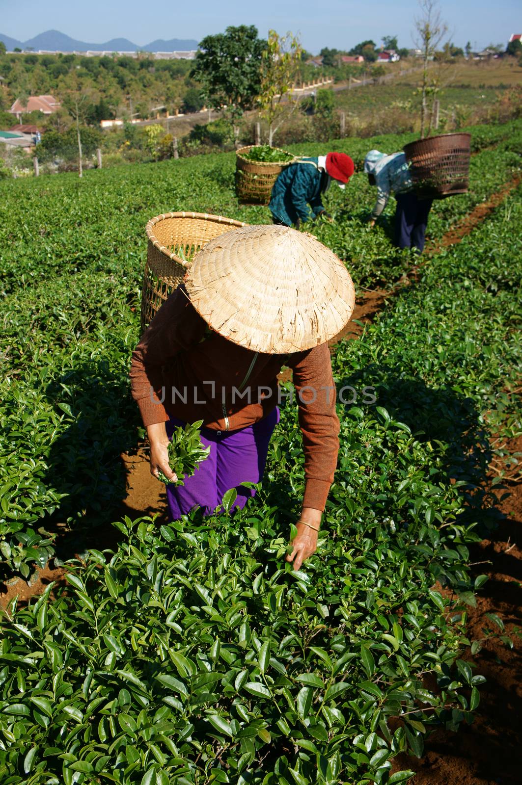 BAO LOC, VIETNAM-  FEB 24: People pick tea leaf on agricultural plantation, tea leave is good, healthy drink, picker working at day, carry basket, pick green leaf to harvest, Vietnam, Feb 24, 2014