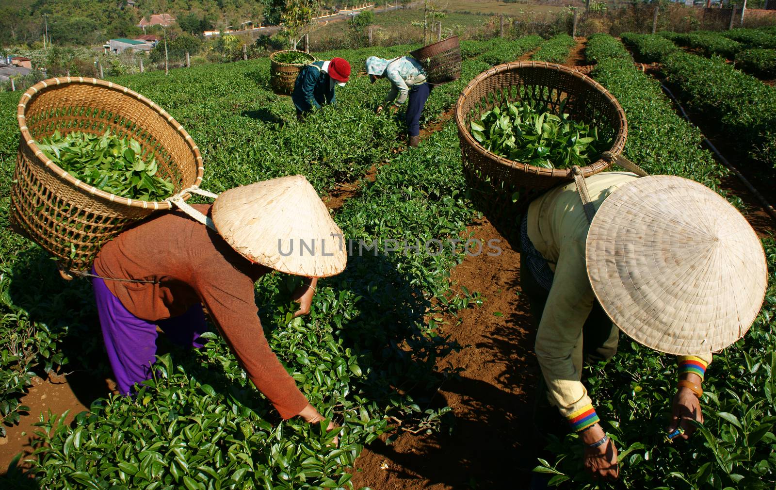 Tea picker pick tea leaf on agricultural plantation by xuanhuongho