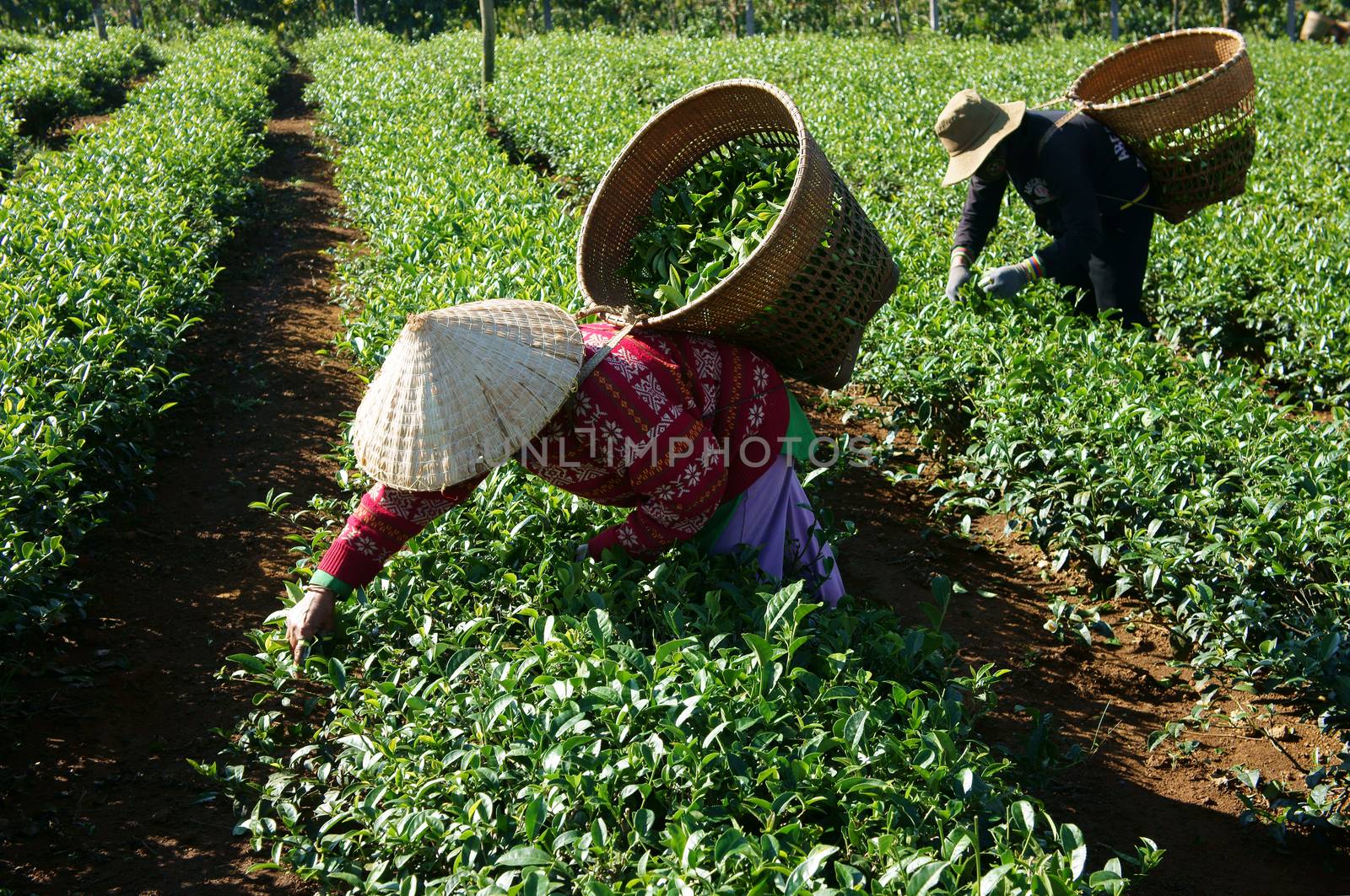 BAO LOC, VIETNAM-  FEB 24: People pick tea leaf on agricultural plantation, tea leave is good, healthy drink, picker working at day, carry basket, pick green leaf to harvest, Vietnam, Feb 24, 2014