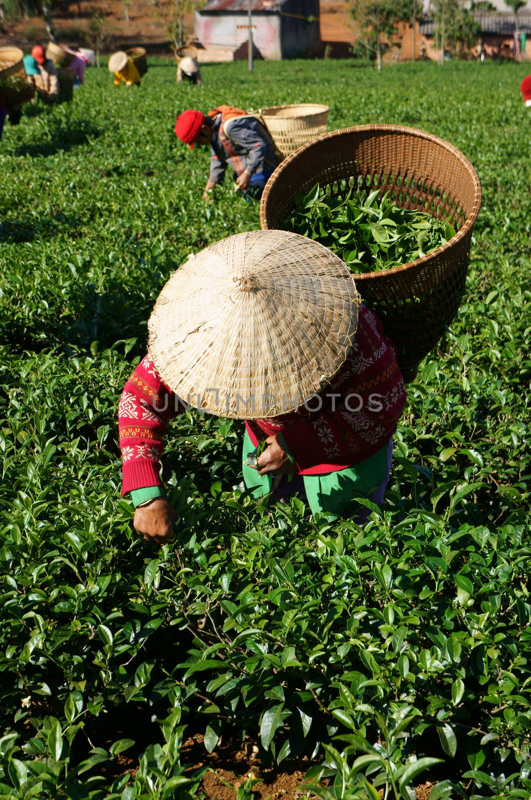 Tea picker pick tea leaf on agricultural plantation by xuanhuongho