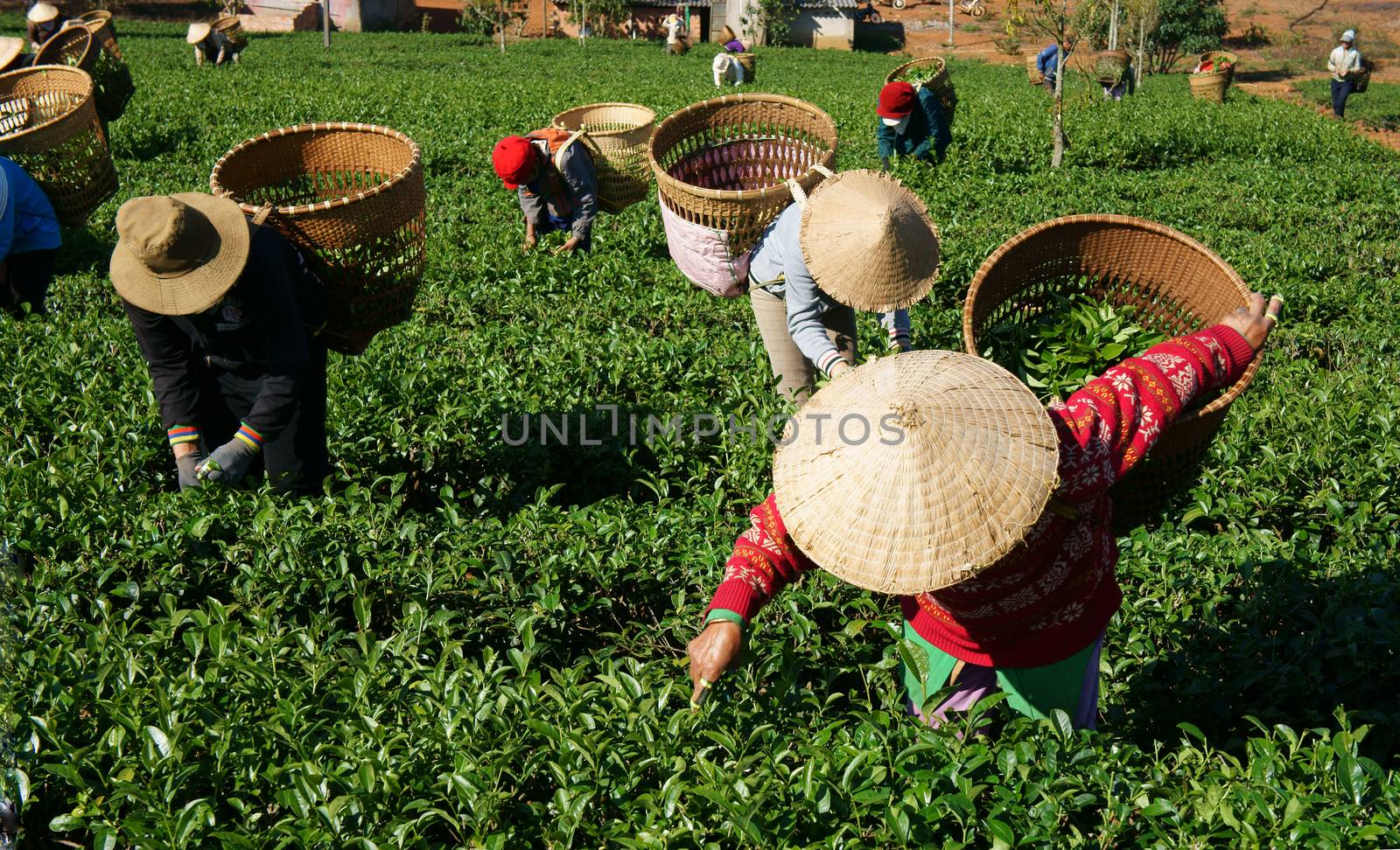 BAO LOC, VIETNAM-  FEB 24: People pick tea leaf on agricultural plantation, tea leave is good, healthy drink, picker working at day, carry basket, pick green leaf to harvest, Vietnam, Feb 24, 2014