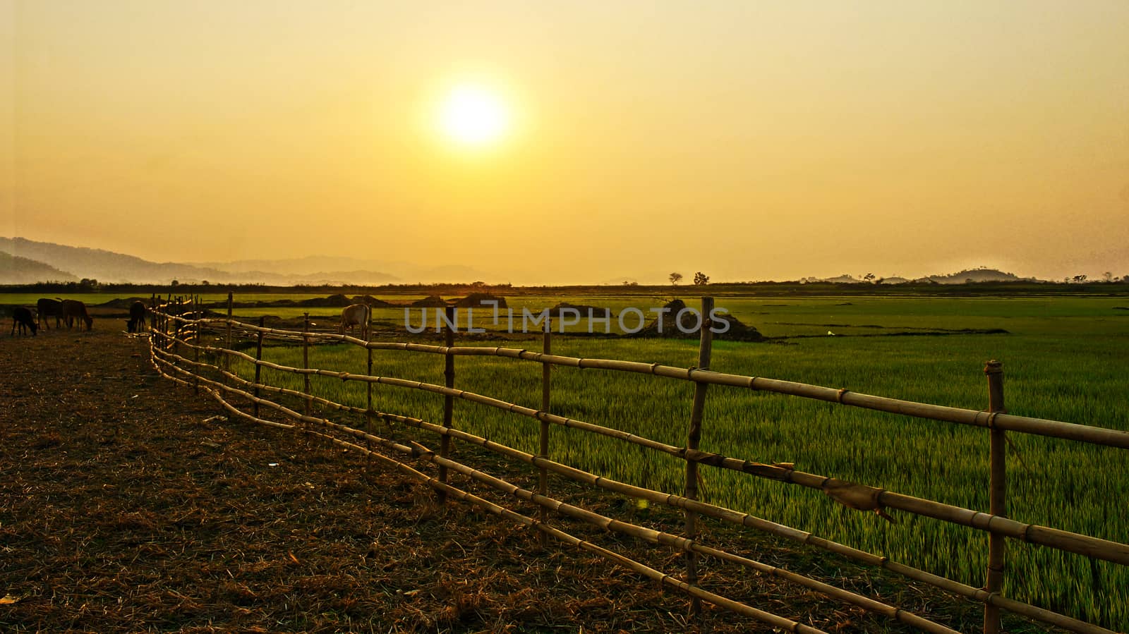 Vietnam countryside scenery at sunset, sun go down, animal in silhouette, row of bamboo fence with golden light, green paddy field at dawn, this make impression  and beautiful landscape