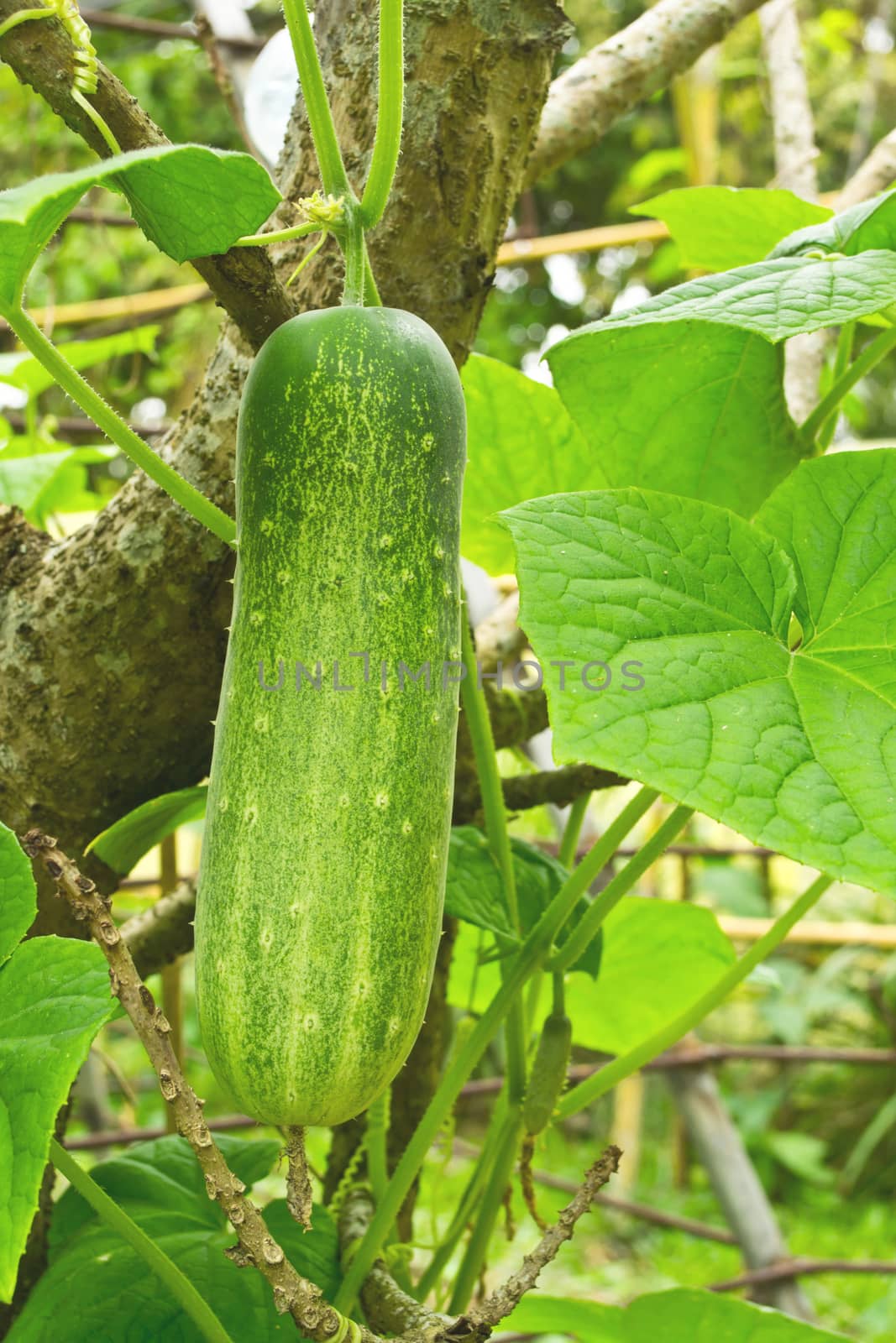 Zucchini growing in the garden