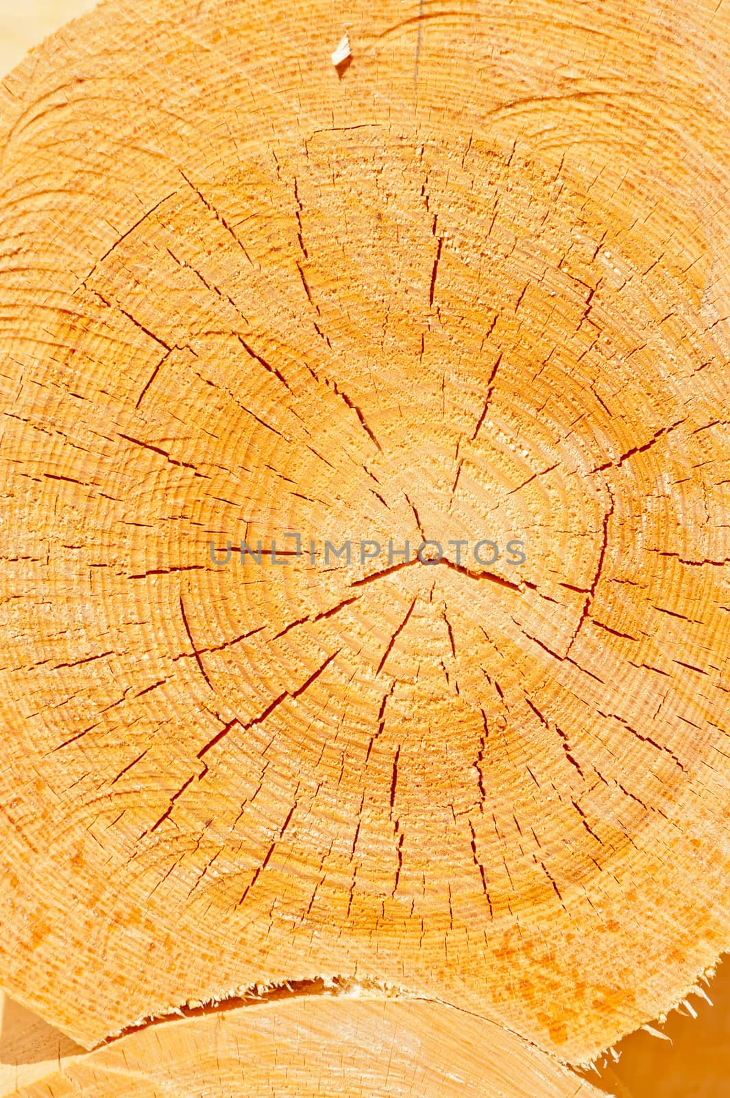 cross-section of a tree close up by kosmsos111
