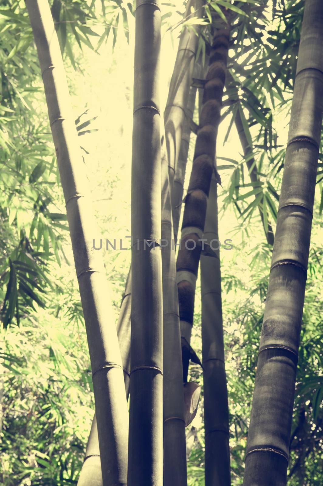 Asian Bamboo forest landscape in retro vintage style.