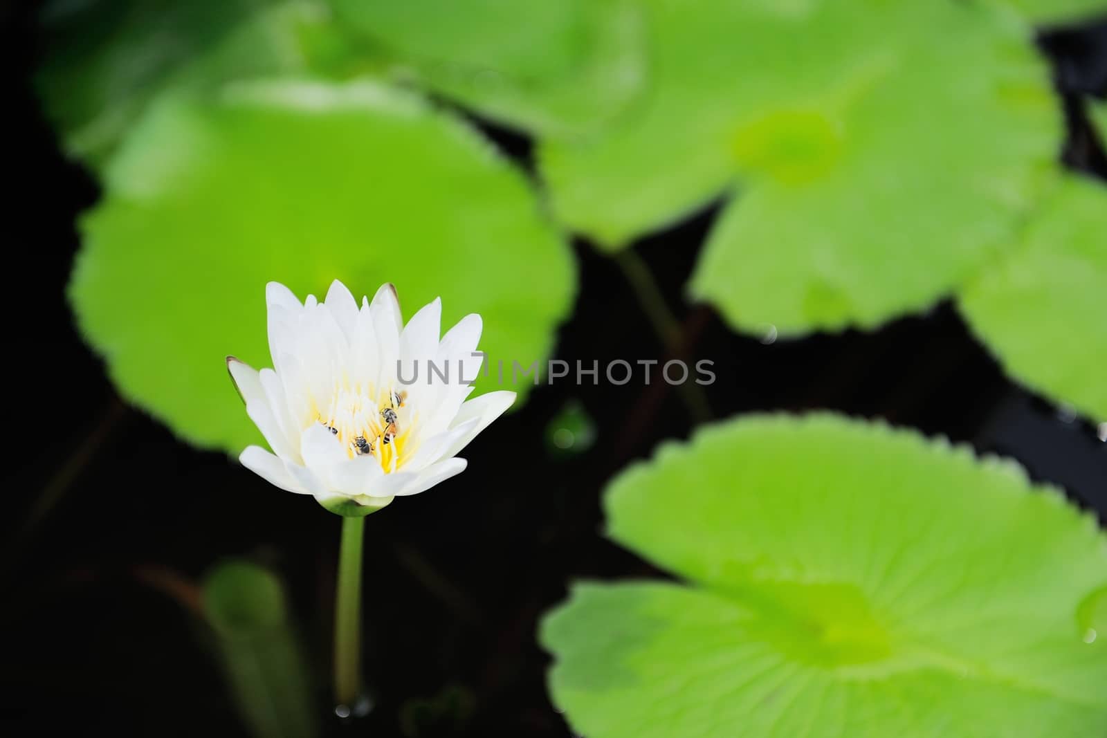 white lotus water leaf back