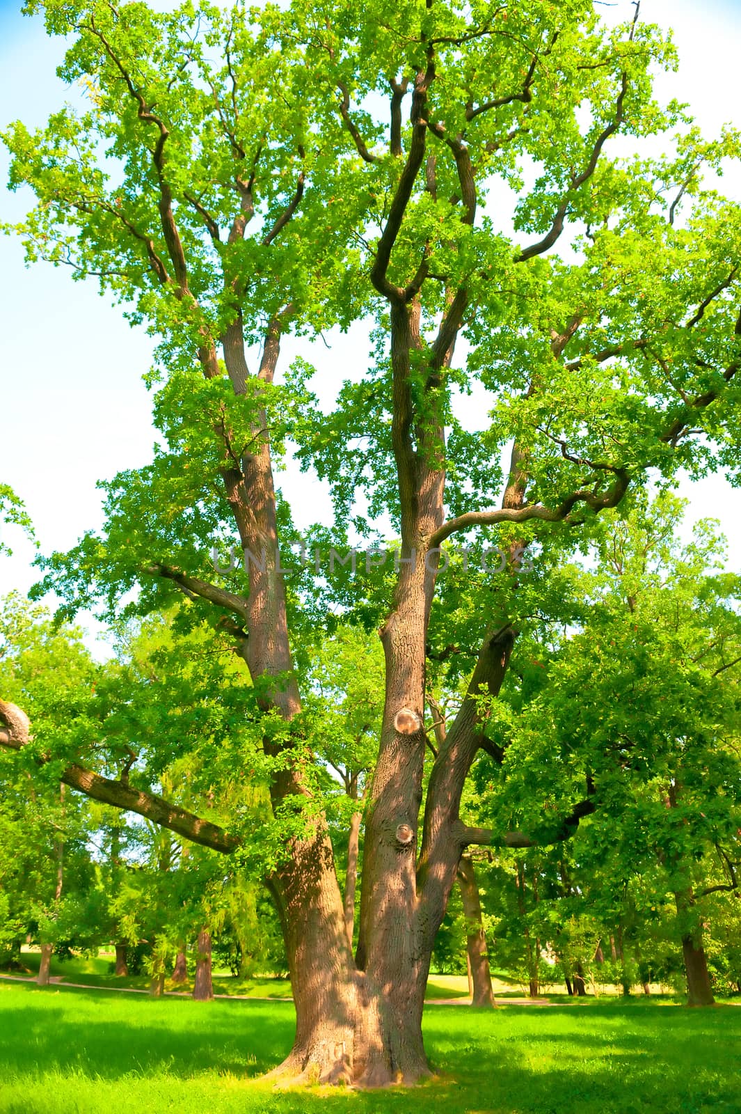 great spreading oak grows on a green lawn by kosmsos111