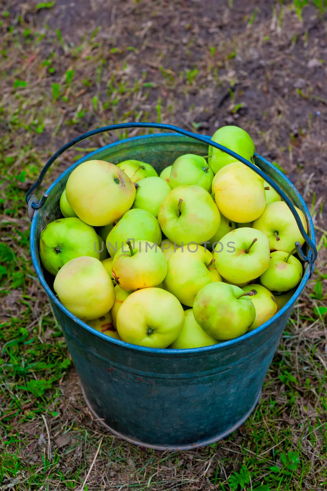 harvest of green apples in a bucket