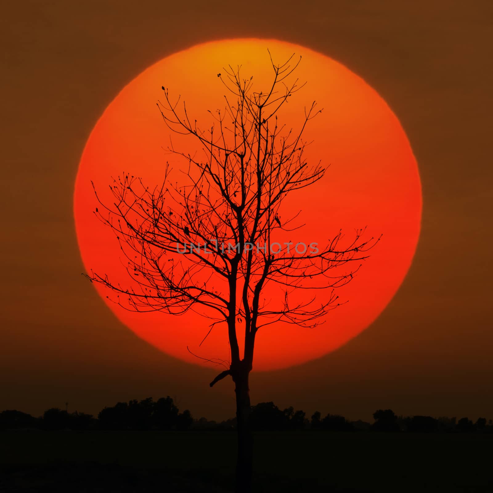 Silhouette dry tree sunset large sun.