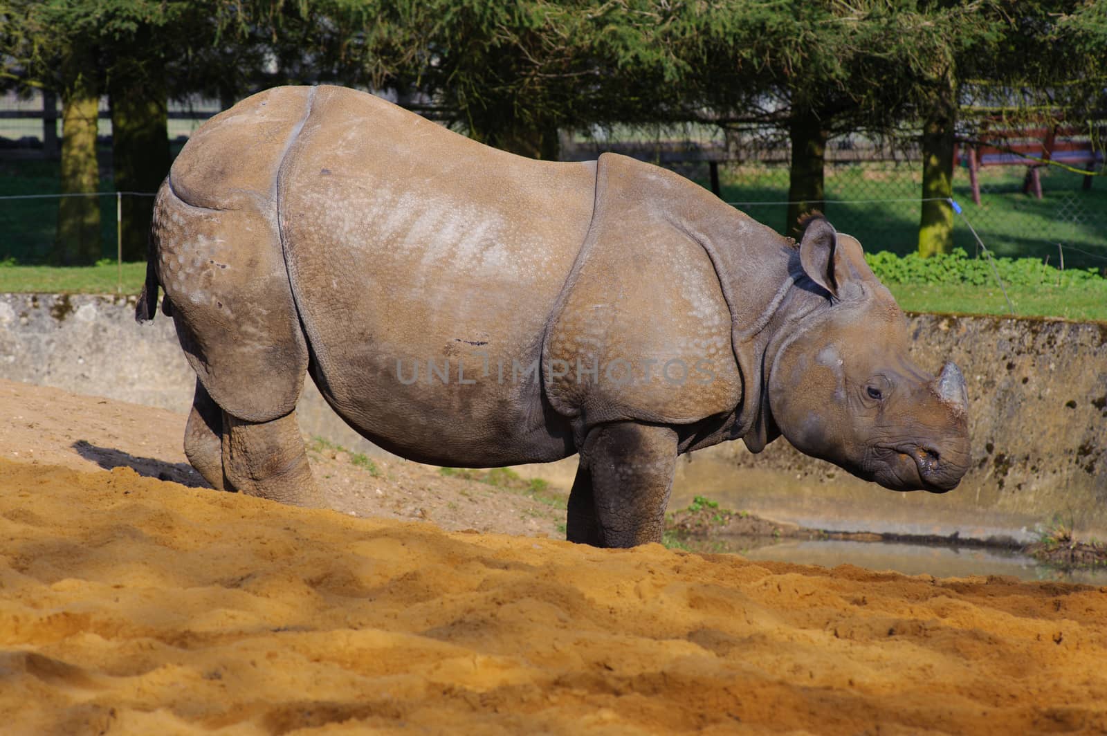 Asian rhino standing on sand