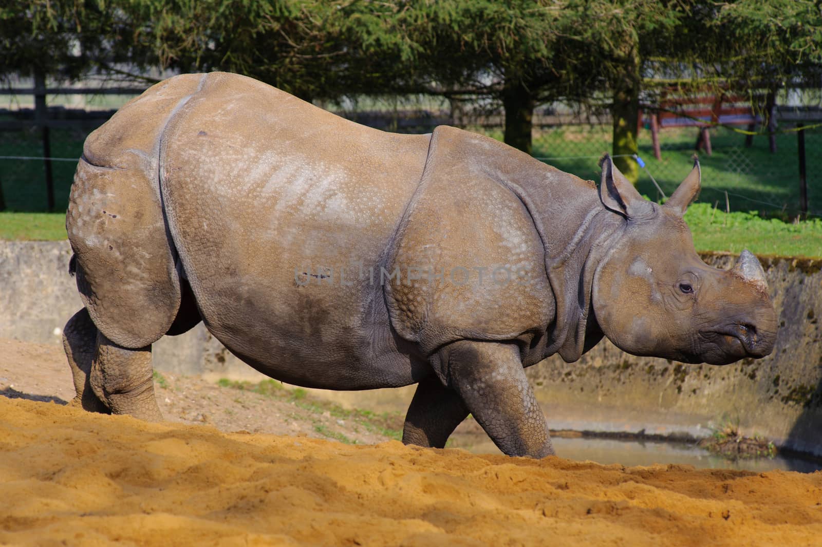 Asian rhino in eveing sun standing on sand