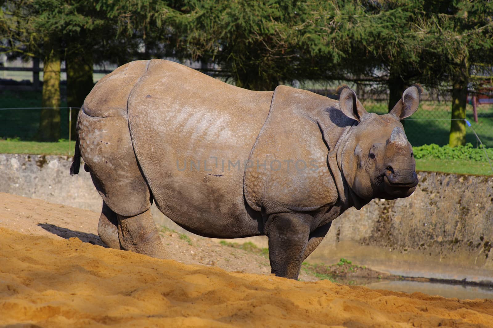 Asian rhino looking sideways on the sand
