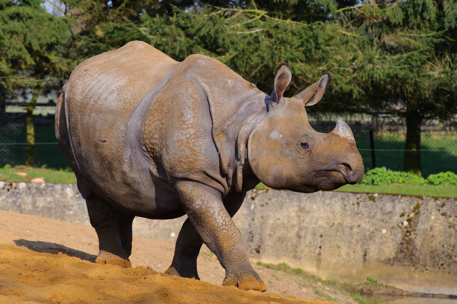 Asian rhino walking on sand