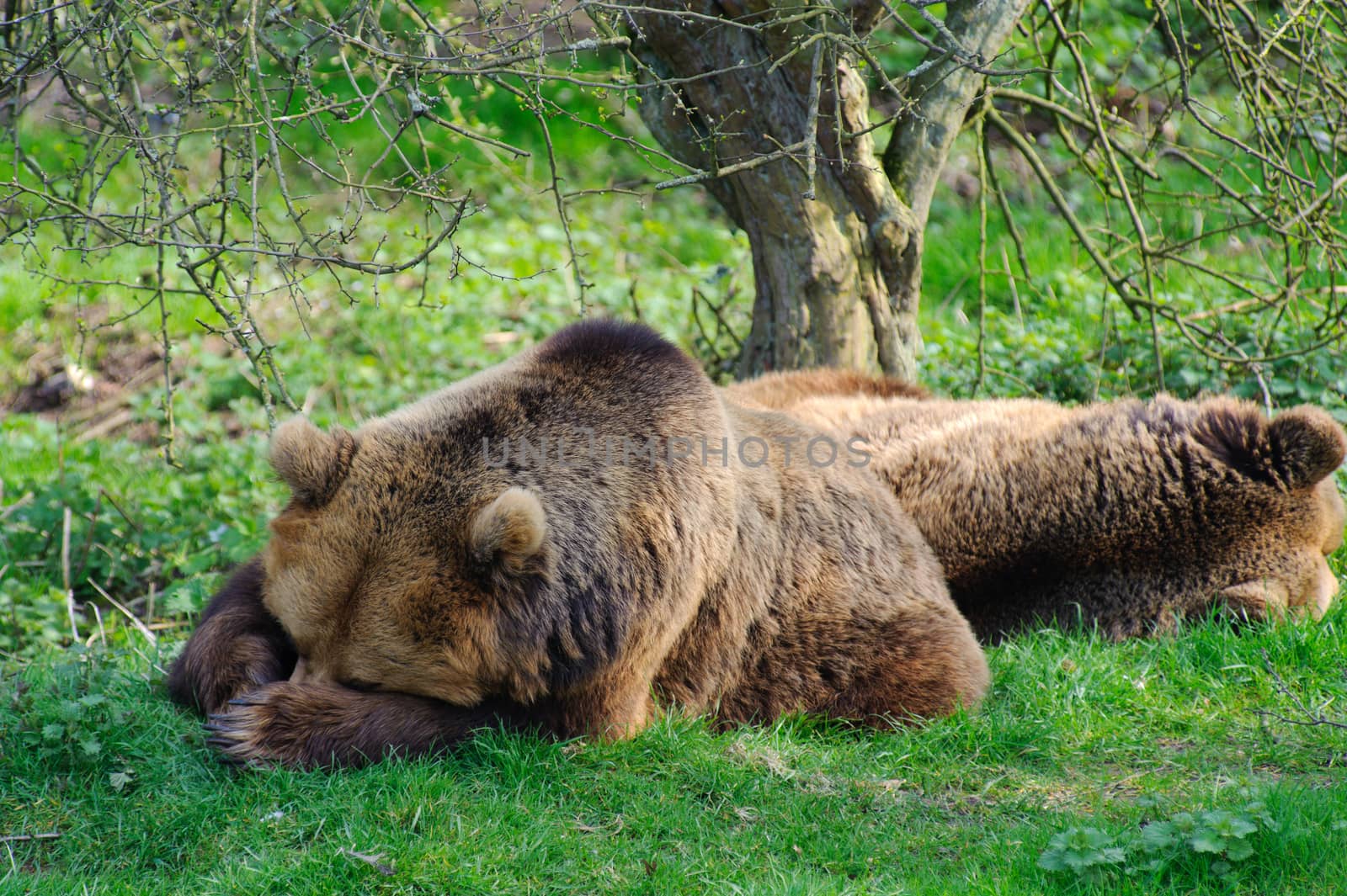 Two brown bears sleeping under a tree