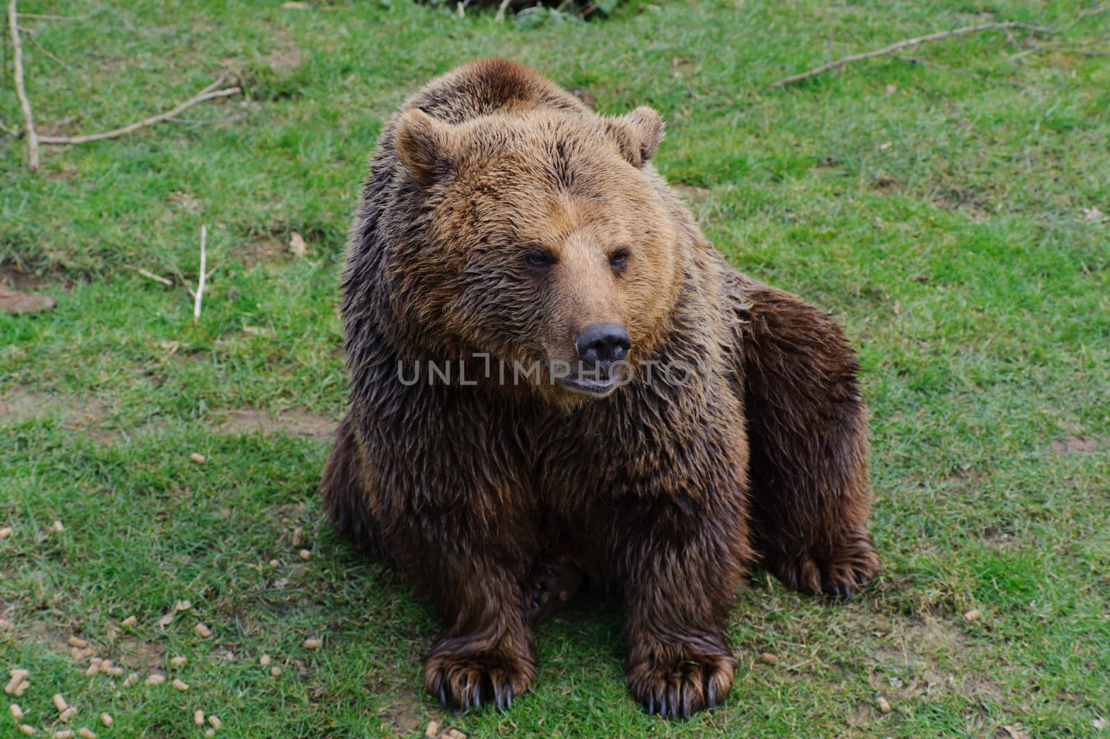 Brown bear sitting on green grass