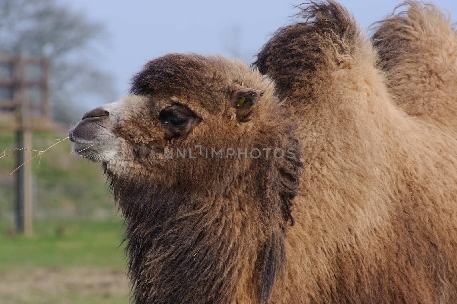camel chewing grass in the sun