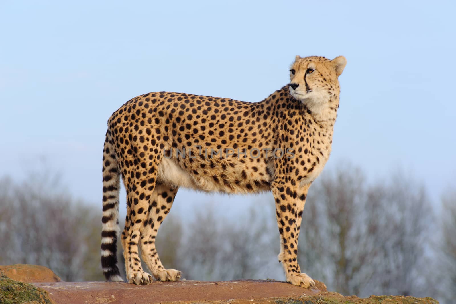 Cheetah standing on a rock and looking back 