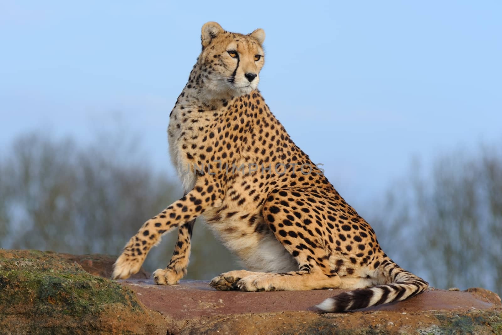 Cheetah on a rock lookind into the distance