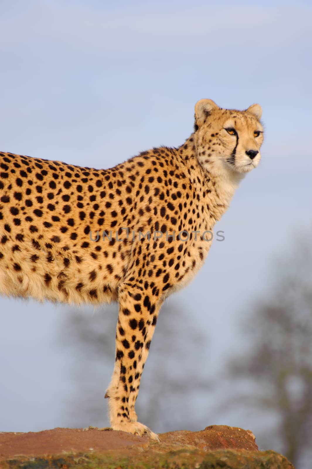 Cheetah standing and watching on a rock