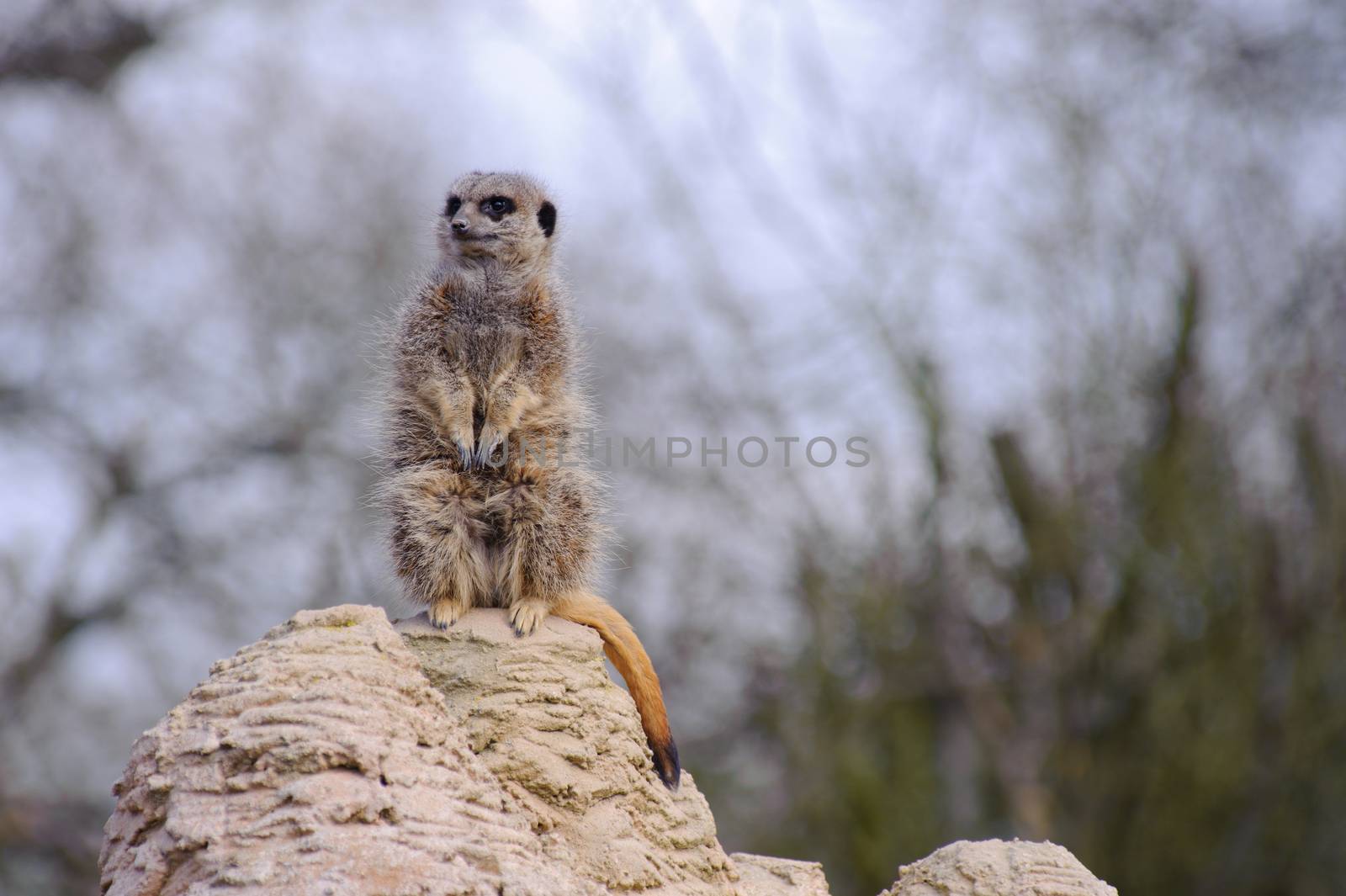 Meercat looking cute by kmwphotography