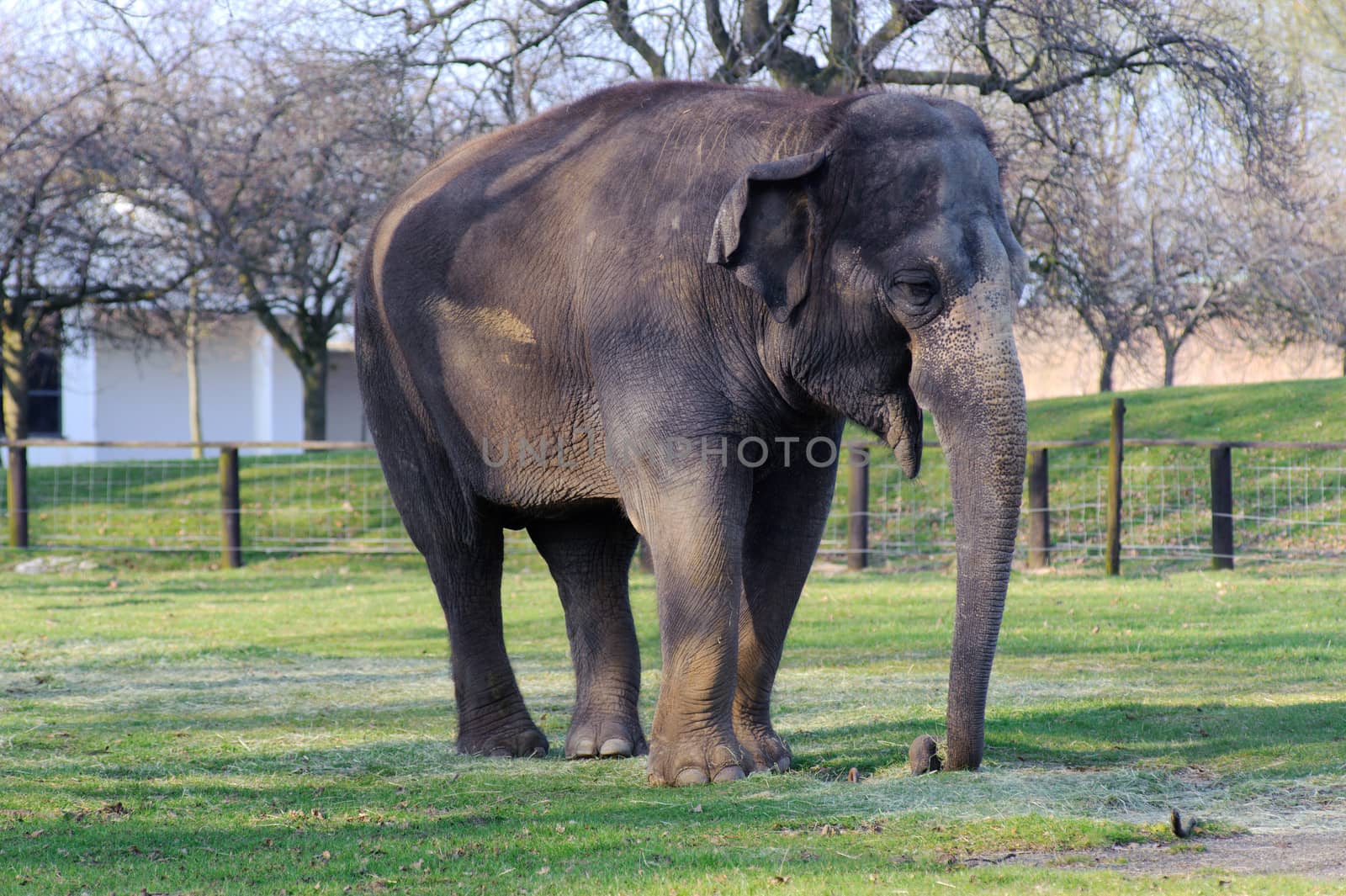 Elephant on grass in the sun