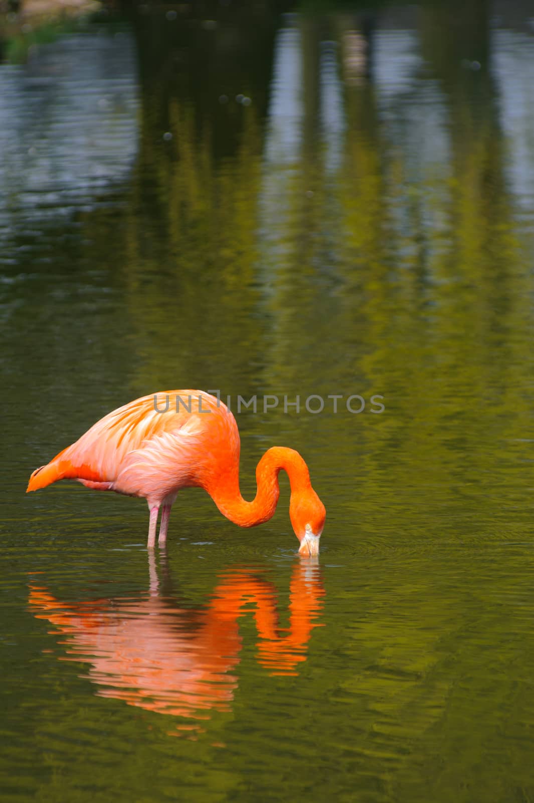 Flamingo feeding with reflection in the water