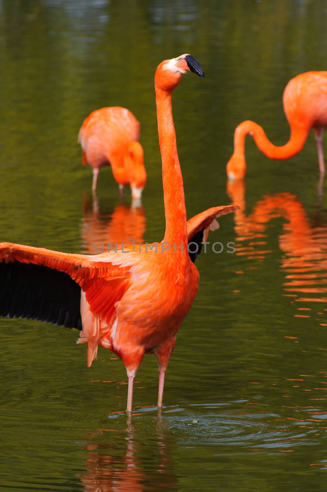 Flamingo flaps wings by kmwphotography